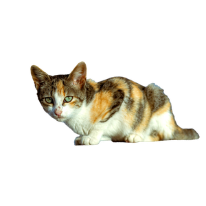 Close Up Of A Calico Cat With Striking Green Eyes Outdoors On A Sunny Day. 12777 - Cat PNG image with transparent background
